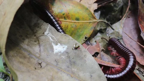 Spirostreptus (1) Stock Footage 297147416