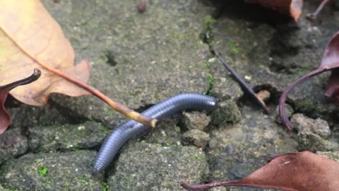 Spirostreptus (2) Video stock 297147321