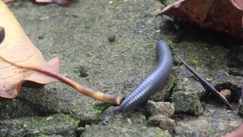 Spirostreptus (3) Stock-Footage 297147324