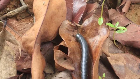 Spirostreptus (5) Stock Footage 297147320