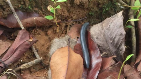 Spirostreptus (7) Stock Footage 297147425