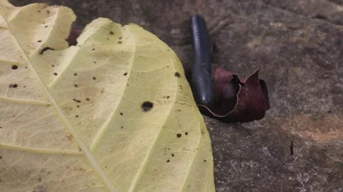 Spirostreptus (8) Stock Footage 297147440