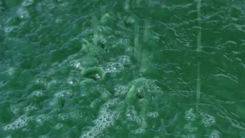 Spirulina, algae, 4K, slow motion Stock Footage 145261832