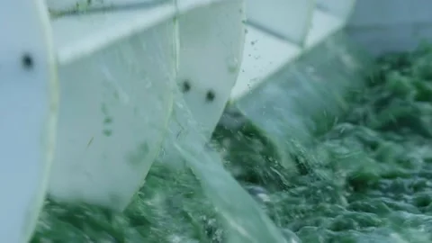 Spirulina, algae, 4K, slow motion Stock Footage 145262060