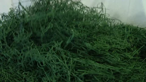 Spirulina, algae, 4K, slow motion Stock Footage 145263604