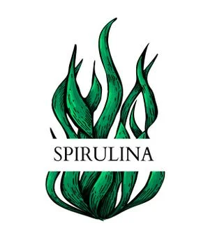 Spirulina algae hand drawn vector. Isolated label on white background. Supe.. Stock Illustration