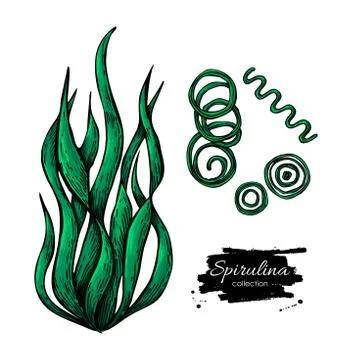 Spirulina seaweed hand drawn vector. Isolated Spirulina algae on white back.. Illustrazione stock