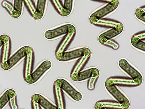 Spirulina sp. algae under microscopic view x40, cyanobacteria that can be c.. Stock Photos