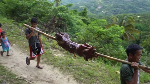 Spit Roasted pig being carried on bamboo pole, Philippines Stock Footage 140367806