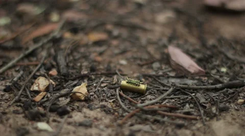 Spitfire on a bullet casing Stock Footage 39123158