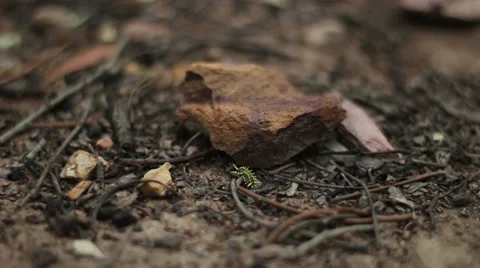 Spitfires on a rock Stock Footage 39122342