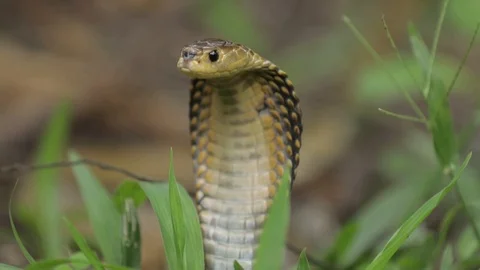 Spitting Cobra 2 Stock Footage 99038751