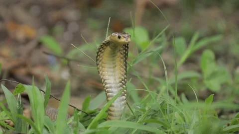 Spitting Cobra 3 Stock Footage 99038458