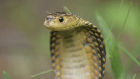 Spitting Cobra 4 Stock Footage 99038474