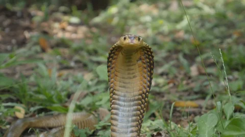 Spitting Cobra 6 Stock Footage 99038087