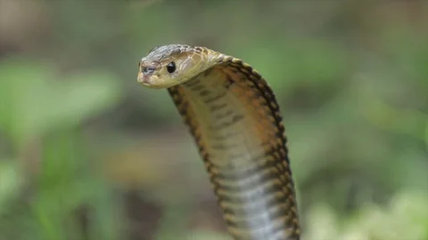 Spitting Cobra Stock Footage 99038758