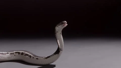 Spitting cobra posing to strike on black background nature documentary Stock Footage 263694030