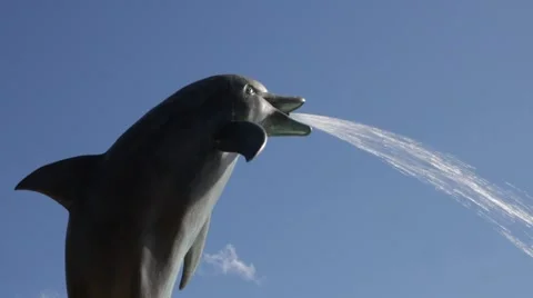 Spitting dolphin Stock Footage 2178418