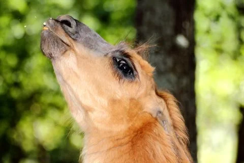Spitting llama Stock Photos