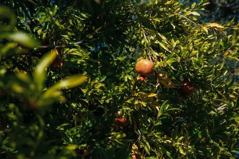 A spitting pomegranate on a tree Stock Photos