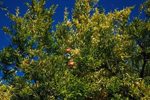 A spitting pomegranate on a tree Stock Photos