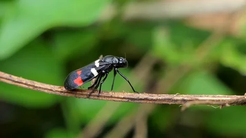 Spittle bug (Callitetrix versicolor Fabricius) on branch. Stock Footage 78753127