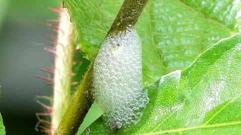 Spittle bugs hiding inside froth on branch. Video stock 78764720