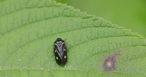 Spittlebug Adult Stock Footage 335039478