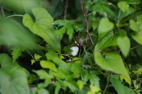 A spittlebug clinging to a branch Stock Photos