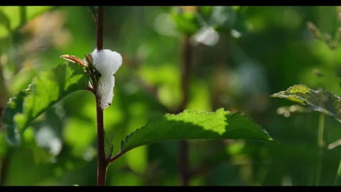 Spittlebug Cuckoo Spit Foam Nest on Green Leafy Stem in Sunligh Stock Footage 342760257