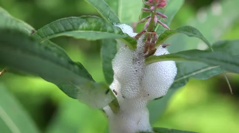 Spittlebug on fireweed Stock Footage 40521357