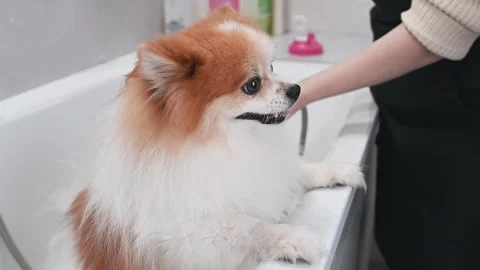 Spitz and owner share a bonding moment during grooming. Gentle care and trust Stock Footage 306670422