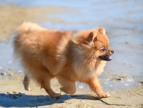 Spitz on the beach Stock Photos