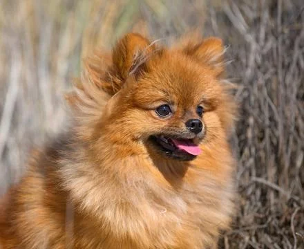 Spitz on the beach Фото