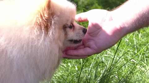 Spitz with dirty head eating berries from the hand of the man. 스톡 동영상 253661295