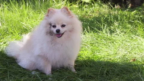 Spitz with dirty head sitting on the green lawn. Stock Footage 252038442