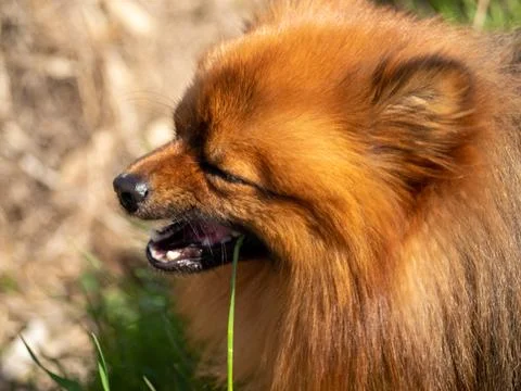 Spitz dog eats grass. Lack of vitamins and minerals in dogs. Stock Photos