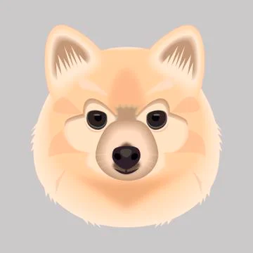 Spitz dog face drawing, vector illustration on a gray background Stock Illustration