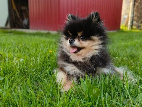 Spitz dog on the grass Stock Photos