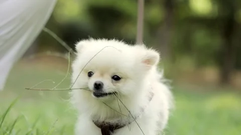 Spitz dog nibbles grass close up Video stock 246741936