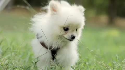 Spitz dog nibbles grass close up 스톡 동영상 246897085
