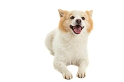 Spitz dog Stock Photos