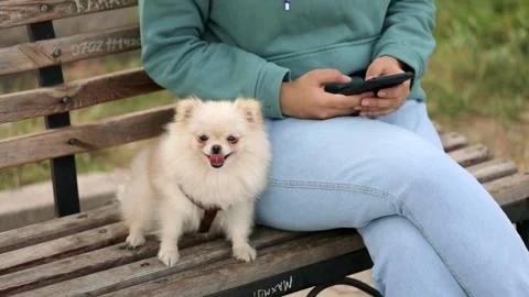 Spitz dog sits on a bench next to the owner 스톡 동영상 249959799