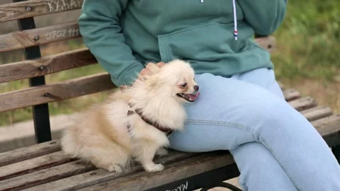 Spitz dog sits on a bench next to the owner Stock Footage 250275775