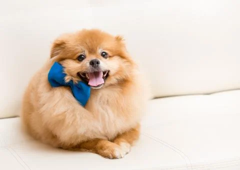 Spitz dog sits on sofa with bow Stock Photos