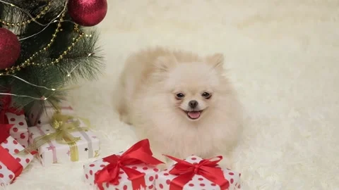 Spitz dog sitting against the background of a Christmas tree Video stock 252059050