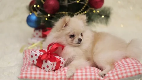 Spitz dog sitting against the background of a Christmas tree Stock-Footage 252059146