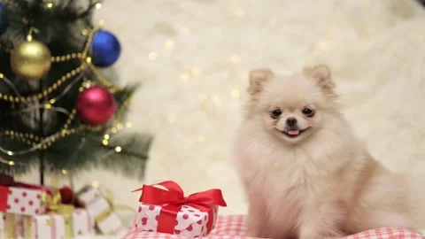 Spitz dog sitting against the background of a Christmas tree Video stock 255425691