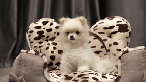 Spitz dog sitting close up Stock Footage 247828895