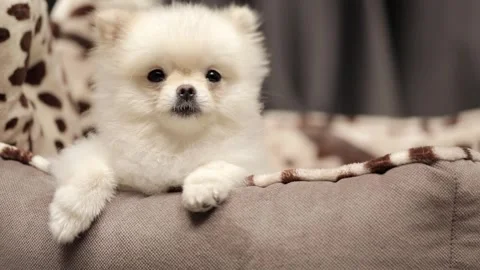 Spitz dog sitting close up Stockbeeldmateriaal 247829001